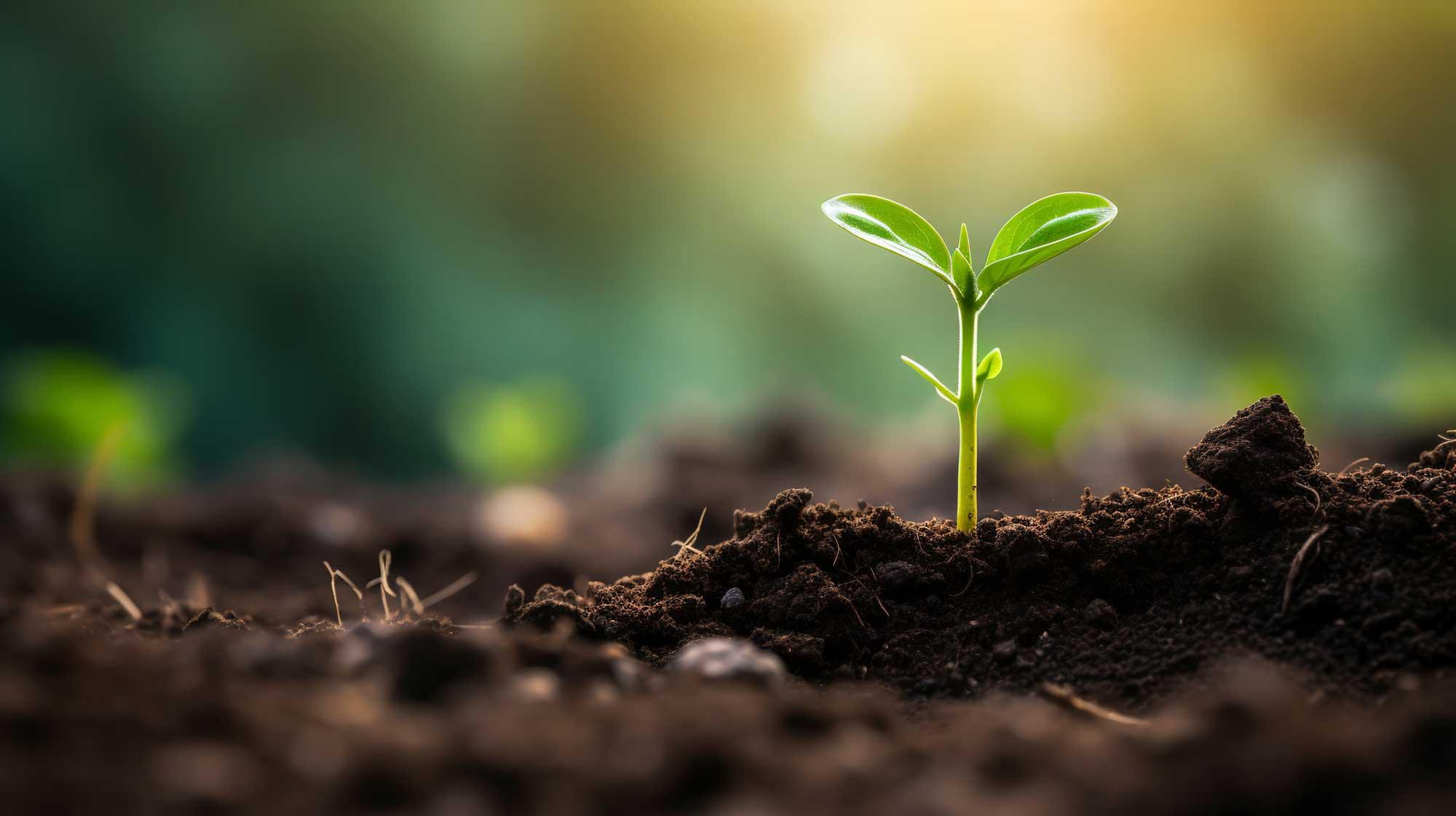 Seedlings Emerging With an Entrepreneurial Growth